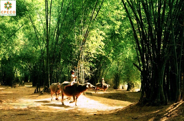Rất[-]cần[-]phục[-]hồi[-]những[-]lũy[-]tre[-]làng[-]ở[-]vùng[-]rốn[-]lũ[-]miền[-]Trung